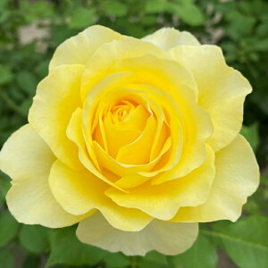 \̔ oc oc RfX CCg OfB[T io^o菀 KN ΂  o c F kso 2{ȍ~