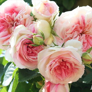 \̔ oc oc CA A~ }eBJ o^i KN ΂  o c sN kso 2{ȍ~