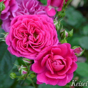 \̔ oc oc ^^E Xsl io^o蒆 KN ΂  o c sN kso 2{ȍ~