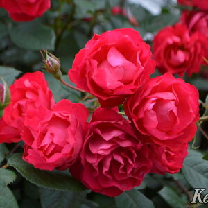 \̔ oc oc CA `F[ {jJ o^i KN ΂  o c  kso 2{ȍ~