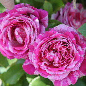 \̔ oc oc CA t{[Y oj[ o^i KN ΂  o c sN kso 2{ȍ~