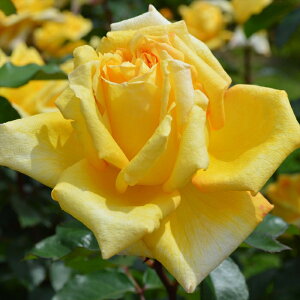 \̔ oc oc o|  o^i KN ΂  o c F kso 2{ȍ~