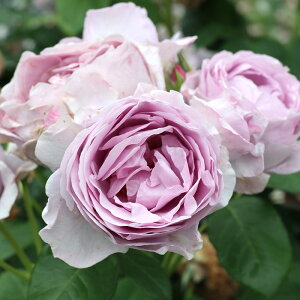 \̔ oc oc o| ̂Ԃ o^i KN ΂  o c  kso 2{ȍ~