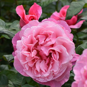 \̔ oc oc CA ACu o^i KN ΂  o c sN kso 2{ȍ~