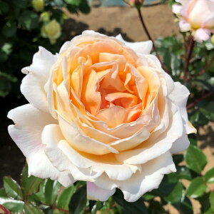 \̔ oc oc RfX G.D.C[Y io^o蒆 KN ΂  o c IW kso 2{ȍ~