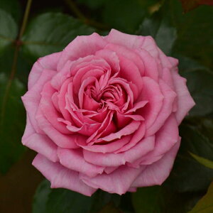 \̔ oc oc RfX t[`[ pt[ io^o蒆 KN ΂  o c sN kso 2{ȍ~