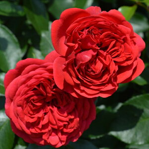 \̔ oc oc RfX W[Nt[g o^i KN ΂  o c  kso 2{ȍ~