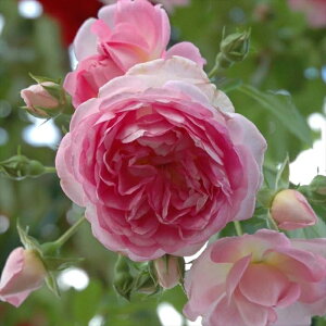 \̔ oc oc RfX WX~[i o^i KN ΂  o c sN kso 2{ȍ~