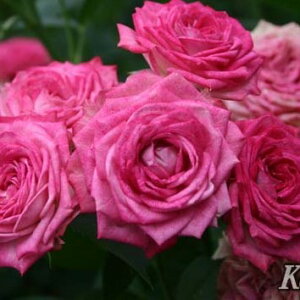 \̔ oc oc RfX fGbg oRjA io^o蒆 KN ΂  o c sN kso 2{ȍ~