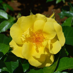 \̔ oc oc RfX  tBY io^o蒆 KN ΂  o c F kso 2{ȍ~