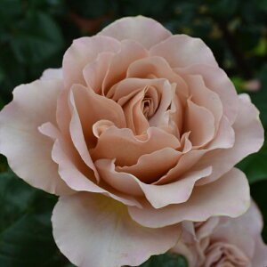 \̔ oc oc fC^[ JtF e o^i KN ΂  o c x[W F kso 2{ȍ~