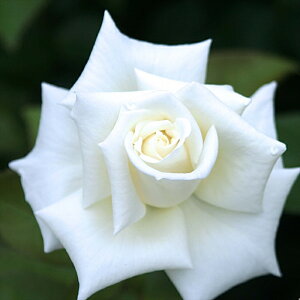 \̔ oc oc CA IXJ t\ KN ΂  o c  kso 2{ȍ~