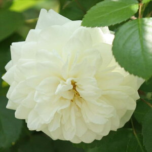 \̔ oc oc CA RPbg }eBJ io^ KN ΂  o c  kso 2{ȍ~