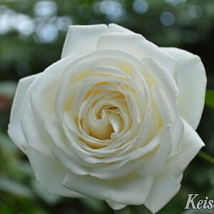 \̔ oc oc CA ru  }GI o^i KN ΂  o c  kso 2{ȍ~