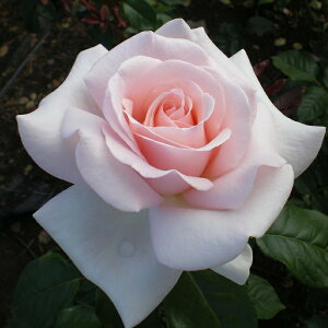 \̔ oc oc CA }CK[f o^i KN ΂  o c sN kso 2{ȍ~