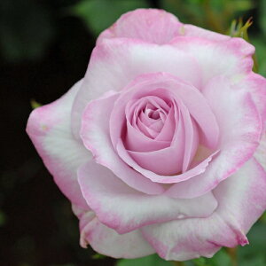 \̔ oc oc CA CbN r[eB o^i KN ΂  o c sN kso 2{ȍ~