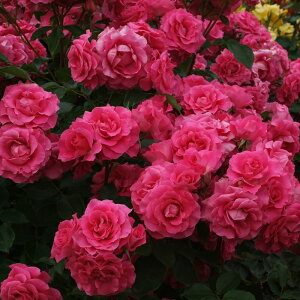 \̔ oc oc o| c [Y icj o^i KN ΂  o c sN kso 2{ȍ~