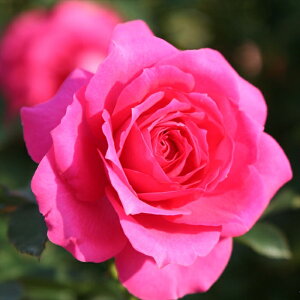 \̔ oc oc o| [Yij KN ΂  o c sN kso 2{ȍ~