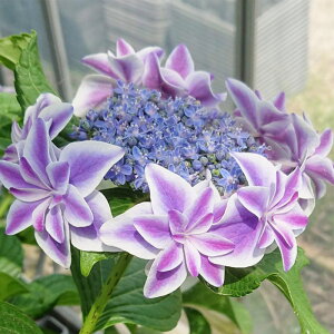 アジサイ 朱雀 9cmポット 登録品種 ハイドランジア 苗 花苗 苗木 あじさい 紫陽花 gke