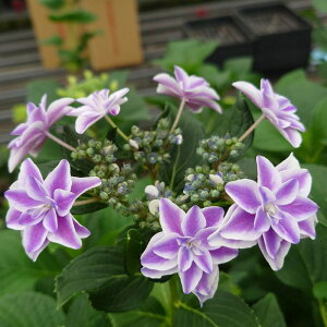 �\��̔� �A�W�T�C ���g 9cm�|�b�g �o�^�i�� �n�C�h�����W�A �c �ԕc �c�� �������� ���z�� gke 3�����{�ȍ~����