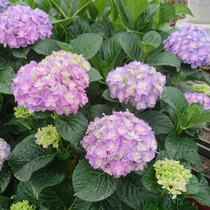 �\��̔� �A�W�T�C �����X�g�[���[ 9cm�|�b�g �o�^�i�� �n�C�h�����W�A �c �ԕc �c�� �������� ���z�� gke 3�����{�ȍ~����