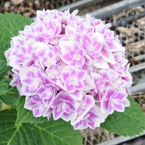 �\��̔� �A�W�T�C ���Ԑ��� 9cm�|�b�g �o�^�i�� �n�C�h�����W�A �c �ԕc �c�� �������� ���z�� gke 3�����{�ȍ~����