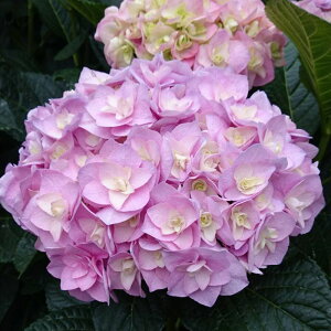 �\��̔� �A�W�T�C �� 9cm�|�b�g �o�^�i�� �n�C�h�����W�A �c �ԕc �c�� �������� ���z�� gke 3�����{�ȍ~����