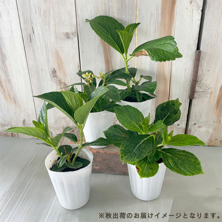 楽天市場】予約販売 アジサイ 翼 9cmポット 苗 花苗 苗木 あじさい 