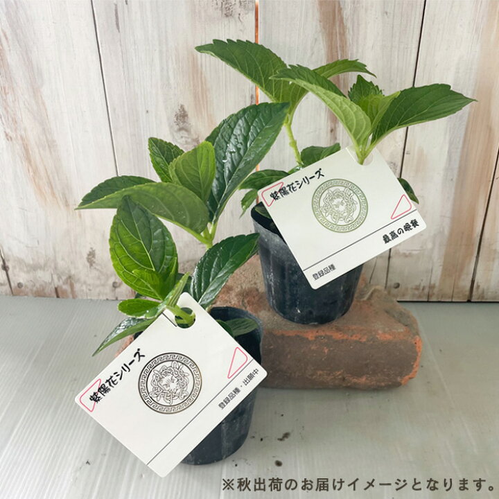 楽天市場】予約販売 アジサイ 翼 9cmポット 苗 花苗 苗木 あじさい 