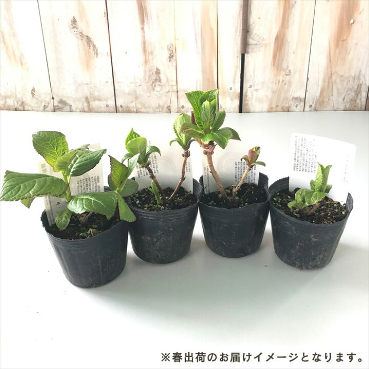 楽天市場】予約販売 アジサイ 翼 9cmポット 苗 花苗 苗木 あじさい 