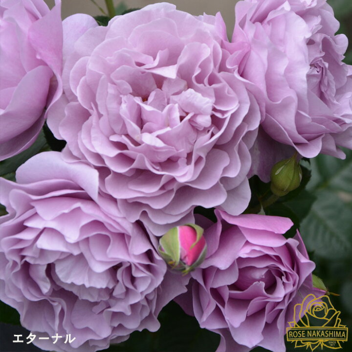 予約販売 バラ苗 バラ大苗 エターナル 登録品種 薔薇 ばら 送料無料 ローズなかしま 大苗 パープル rnso 2月中旬以降発送 通販 予約販売 バラ苗 バラ大苗 コルデス ノヴァーリス 登録品種 薔薇 ばら 送料無料 京成バラ園 大苗 紫 kso 12月上旬以降発送