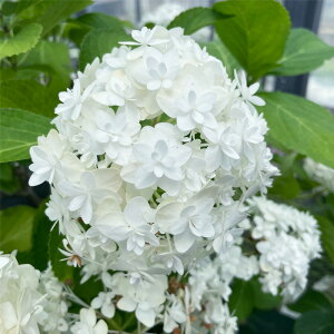 AWTC Ⴞ 7.5cm|bg  KAMOZNV nChWA c ԕc c  z stm