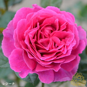 \̔ oc oc W[i o^i KN ΂  [YȂ c sN rnso 2{ȍ~