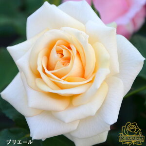 \̔ oc oc vG[ KN ΂  [YȂ c F rnso 2{ȍ~