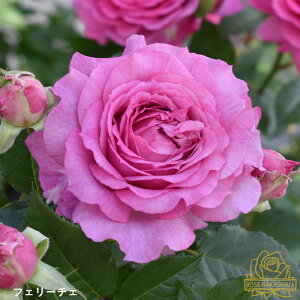 \̔ oc oc tF[`F o^i KN ΂  [YȂ c sN rnso 2{ȍ~