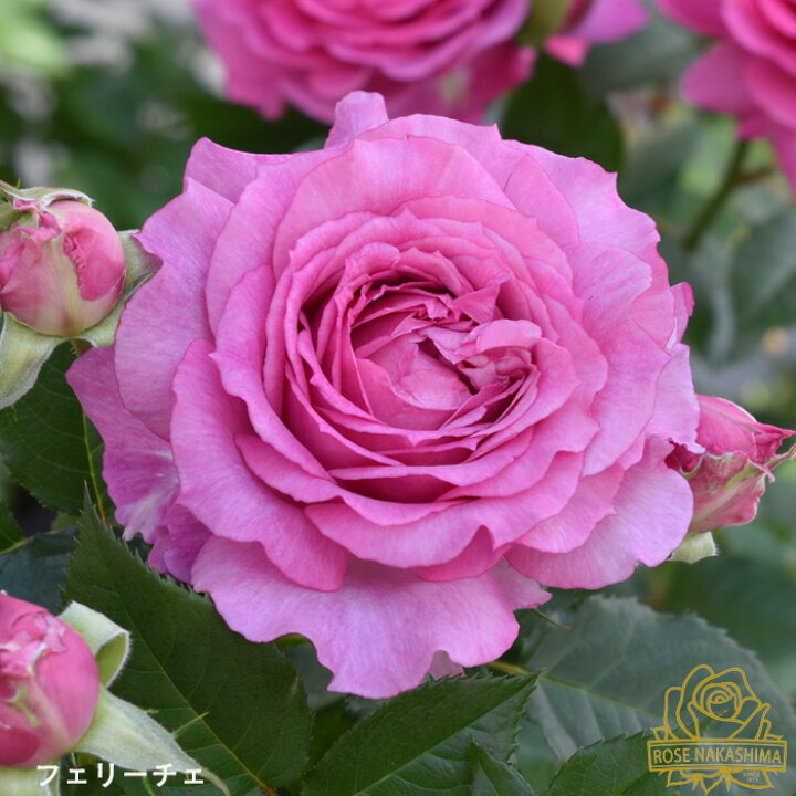 予約販売 バラ苗 バラ大苗 フェリーチェ 登録品種 薔薇 ばら 送料無料 ローズなかしま 大苗 ピンク rnso 2月中旬以降発送 フラワーネット 日本花キ流通 予約販売 バラ苗 バラ大苗 コルデス ノヴァーリス 登録品種 薔薇 ばら 送料無料 京成バラ園 大苗 紫 kso 12月上旬以降発送