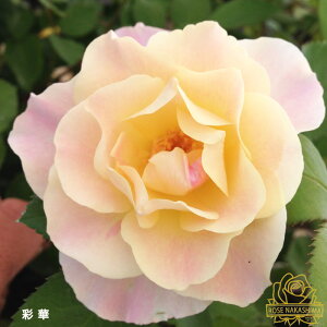 \̔ oc oc ʉ KN ΂  [YȂ c sN rnso 2{ȍ~