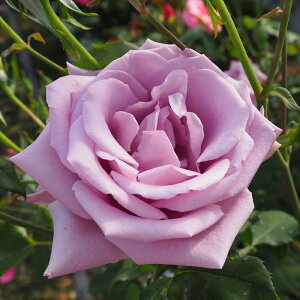 \̔ oc oc  u[iC lG炫 KN ΂  troe 12{ȍ~