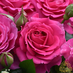 \̔ oc oc G} KN ΂  [YȂ c sN rnso 2{ȍ~