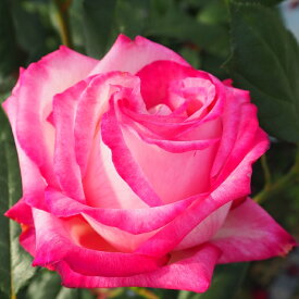 予約販売 バラ苗 バラ大苗 大輪 聖火 四季咲き 薔薇 ばら ピンク 赤 troe 12月中旬以降発送