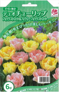 花の大和 球根 デュオチューリップ フォックストロット&フォクシーフォックストロット 6球(各3球) hyk