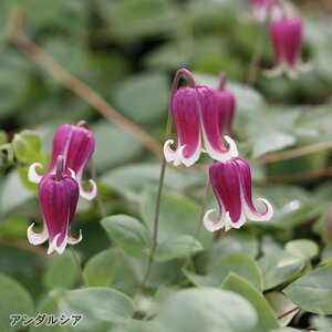 予約販売 クレマチス 苗 アンダルシア ヴィオルナ系 杉本さんのクレマチス 3号ポット sugi 11月上旬以降発送