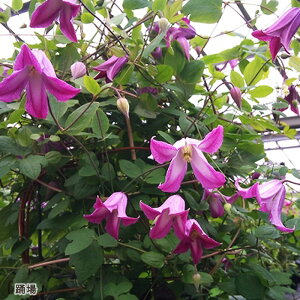 予約販売 クレマチス 苗 踊場 ヴィオルナ系 杉本さんのクレマチス 3号ポット sugi 11月上旬以降発送