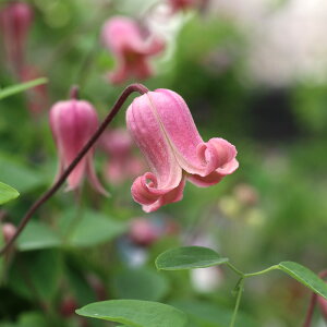 予約販売 クレマチス 苗 ソネット ヴィオルナ系 杉本さんのクレマチス 3号ポット sugi 11月上旬以降発送