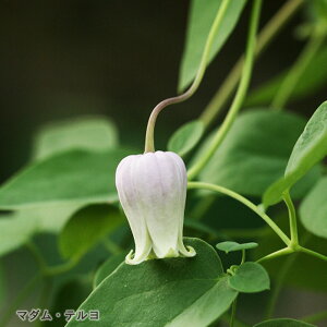 予約販売 クレマチス 苗 マダムテルヨ ヴィオルナ系 杉本さんのクレマチス 3号ポット sugi 11月上旬以降発送