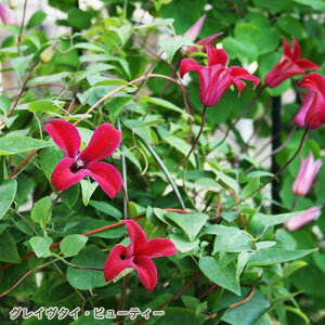 予約販売 クレマチス 苗 グレイブタイビューティー テキセンシス系 杉本さんのクレマチス 3号ポット sugi 11月上旬以降発送