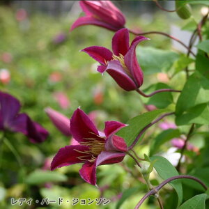 \̔ N}`X c fBo[hW\ eLZVXn {̃N}`X 3|bg sugi 3{ȍ~