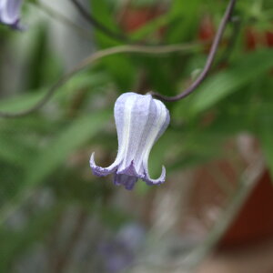 \̔ N}`X c \VAX CeOtHAn {̃N}`X 3|bg sugi 3{ȍ~