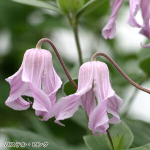 予約販売 クレマチス 苗 パステルピンク インテグリフォリア系 杉本さんのクレマチス 3号ポット sugi 11月上旬以降発送