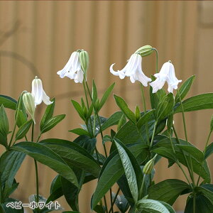 \̔ N}`X c xr[zCg CeOtHAn {̃N}`X 3|bg sugi 3{ȍ~